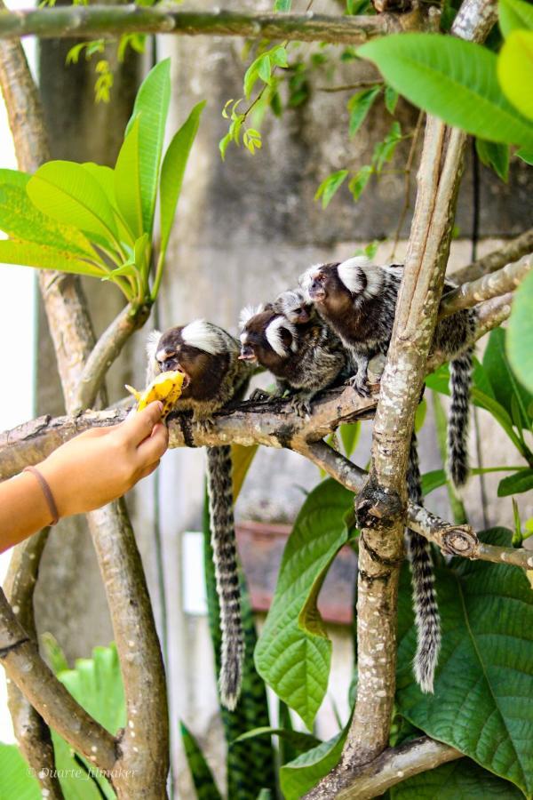 Tropical Hostel Praia de Pipa 외부 사진